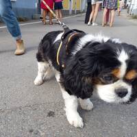 podcast 25 by LE MATOU