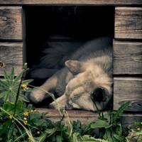 copernicus - columns by copernicus