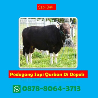 Penjual Sapi Qurban Depok