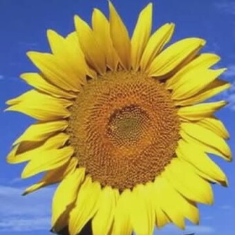 Michal Novotn&yacute;