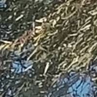 Deep____recordTMP (2) ( DrRitchy) by Maibraaa (DJ RiTcHy)