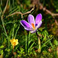 Respiratia semialternata-instructiuni by Stefan Pusca