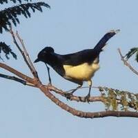 listen to the melody by Hans Krauß