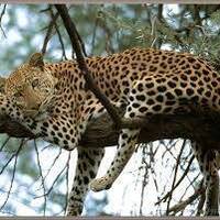 08 08 2017 INFECTIOUS UNEASE RADIO DRUM AND BASS BREAKCORE JUNGLE DARKSTEP FREE DOWNLOAD by info@infectiousuneaseradio.com