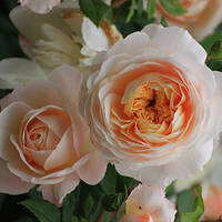 EREMO DELLE ROSE E DELLE RADICI | TIZIANO FRATUS