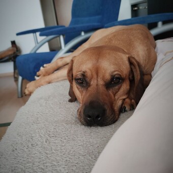 Mirka Krebesov&aacute;