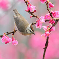 Spring Soft ～Haru no Izanai～　【Sagyouh Yoh BGM】 by Nuwjon