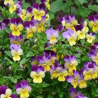 Suite dominicale by Gérard Delassus