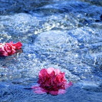 Lure by Cosmos and Chaos