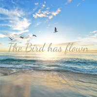 The bird has flown - Miss Magic Pad by Dhin / Magic Pad Corporation