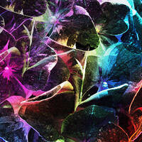 Crazy Limonade by LOCOMOTIV sg