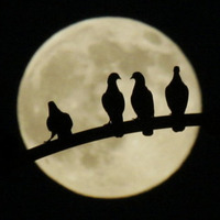 Moon Pigeon by neil.ingham