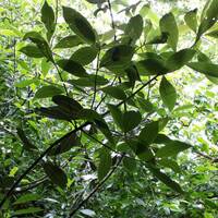 Laurus Nobilis by Gérard Delassus