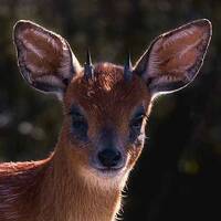 Soulful Afro Show 2024-05-18 by Dj TuXxL