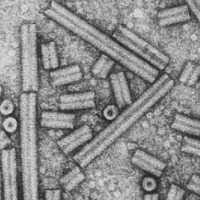 last Maiden Voyage (livecutz) by K21 KROMA