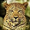 Jamoko Jnr