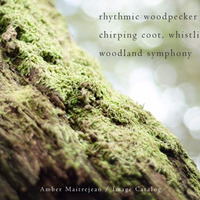 Woodland Symphony (Naviarhaiku125 - rhythmic woodpecker) by Andrulian