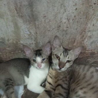 Sunita Shukla Sunita Shukla