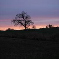 Deep Cabin #74 å tømja ein halvliter melk i éin lang slurk by Pujd