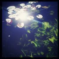 The Hanami Hotel by Rocky T Delgado