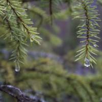 May night taiga rain by Notes on Sound