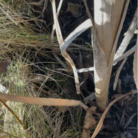 Afloat Logbuch 260306 Gartenteichpumpe by Radio Woltersdorf