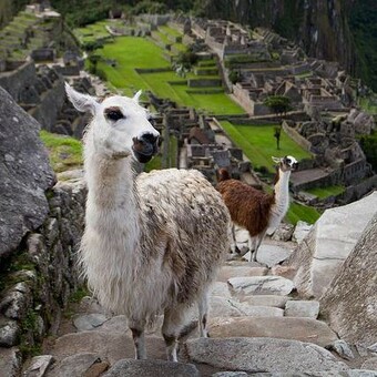 ABRAHAM RIVAS CONDOLO