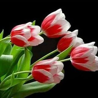 محمد الصالح