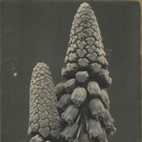 il mito della caverna #242 / july 2, 2024 by dj fuco