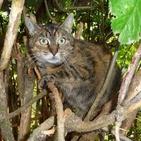 VÅRNÅ - Old Maggy Lost In The Jungle Mashup (Sample) by VÅRNÅ