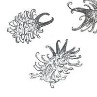 Glouteron, ou les ruminations mentales - Entrevue avec Rosalie Kauffmann by Radio Albigés