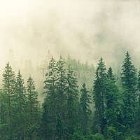 The Forest - Miss Magic Pad by Dhin / Magic Pad Corporation