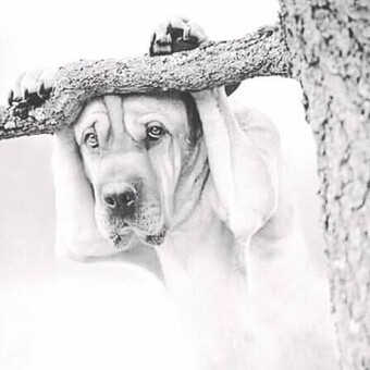 Calvince Meya Mayweather