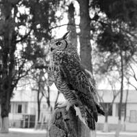 70/88 A veces te siento tan burguesa (Fantasmas) by Elko Omar Vazquez Erosa