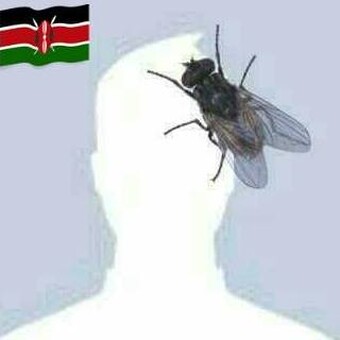 Lirio de los Valles