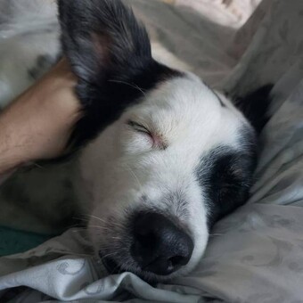 Juan Abelardo Carles Rosas