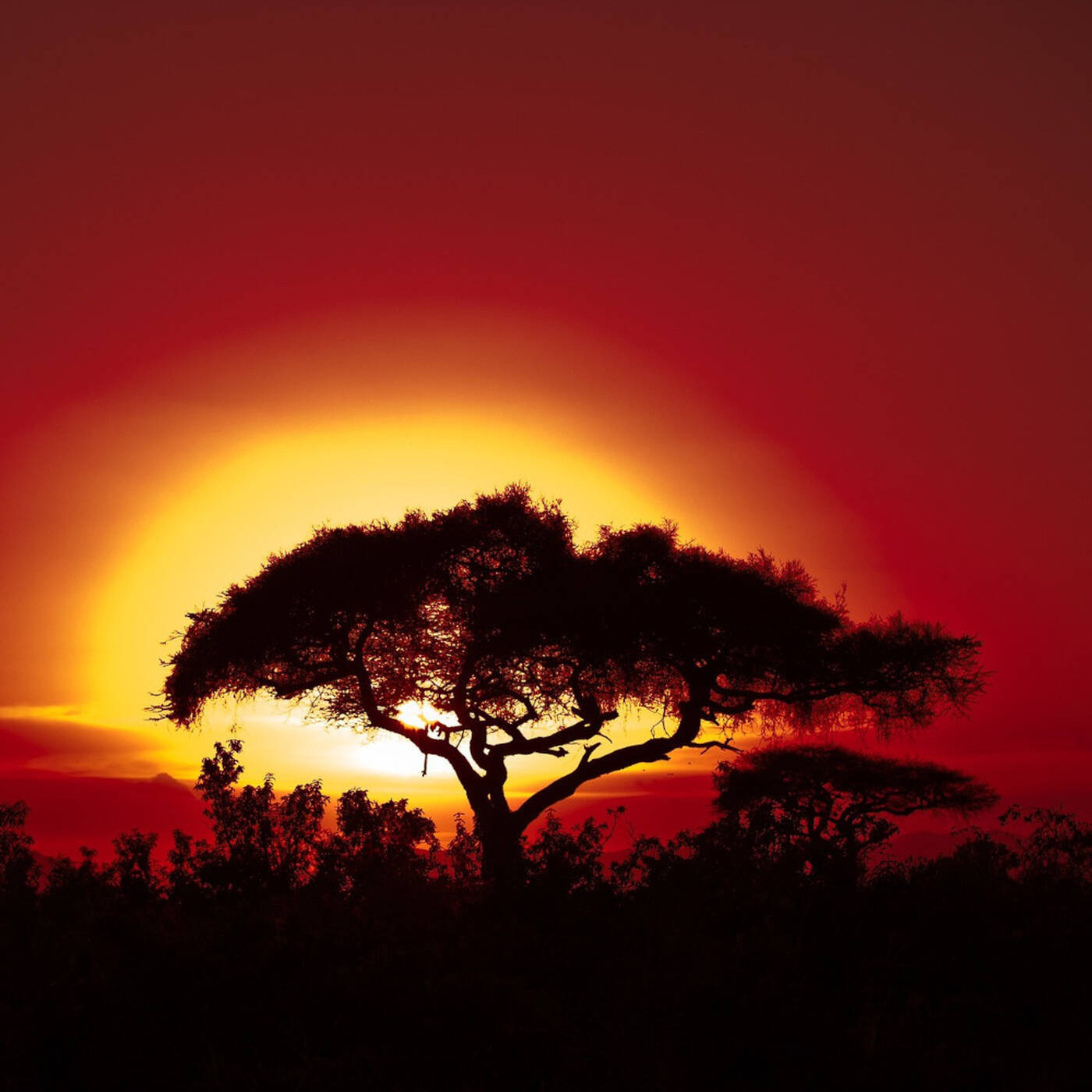 2026/07/02 - Merveilles d'Afrique
