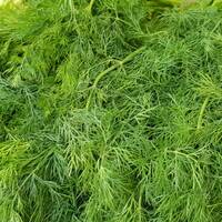 Geschichte über Dill (fertig 200218) by Berliner Whiskyclub