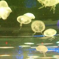 Bright Star (Original Mix) by Dan Labshock