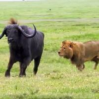 Dein Freund ist stärker als dein Feind (1. Petrus 5,8-9) by FeG Regensburg