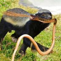 Новости - Сайт Ratel.kz начал работу после полутора лет блокировки by BUSINESS FM