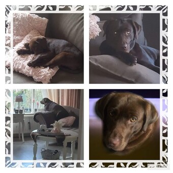 Patricia Van Laarhoven