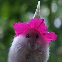 Wizard Hamster [Trance, Epic Trance] by Mike Ferrano