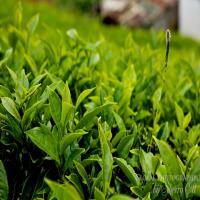 AffectionHour#123(TravellersTea-MixedByDevzzTheWaterBender) by Nature Affection Podcast