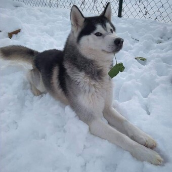 Luk&aacute;&scaron; H&uacute;&scaron;ťava