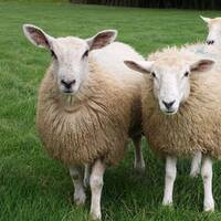 4x4 mimicry by Mutato Nomine