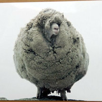 wild sheep by Matiou