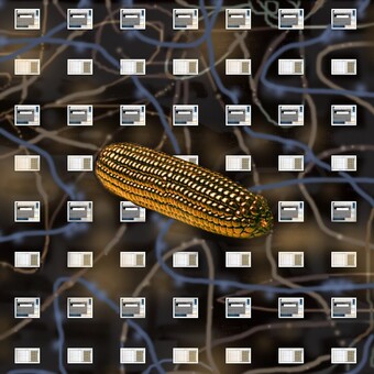 RICE-ROCKET COUNTRY-BOY