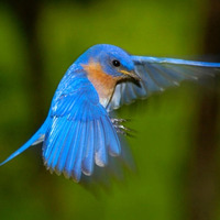 Bluebird - collab Pleudoniem &amp; Kellie Rowley by Pleudoniem