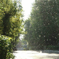"Poplars Fluff"  - Urgent Podcast 31 05 15 by Модест Мотало